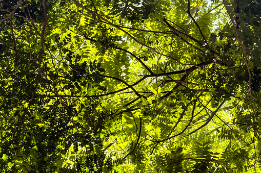 Low angle view of a tropical leaf of trees in a summer day