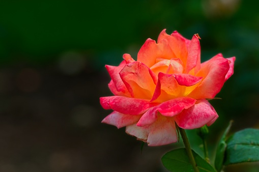 Orange and Red Rose Flower on a Green Background