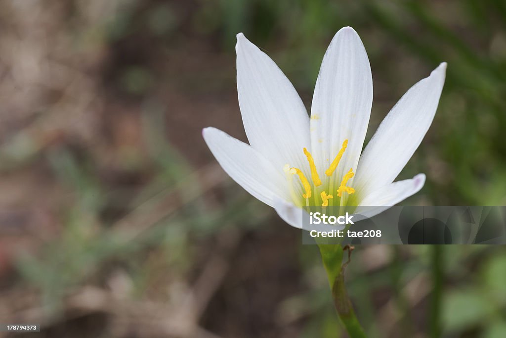 Giglio bianco Zephyranthes di Phu Hin Rong UCK parco nazionale - Foto stock royalty-free di Botanica