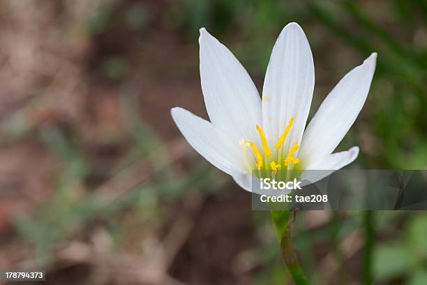Giglio Bianco Zephyranthes Di Phu Hin Rong Uck Parco Nazionale - Fotografie stock e altre immagini di Botanica