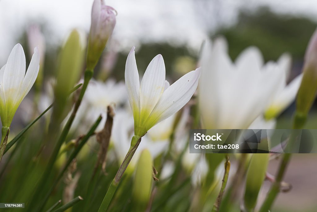 인명별 Zephyranthes 릴리 at Phu 힌 룽 Kla 국립 공원 - 로열티 프리 0명 스톡 사진