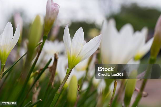 Foto de Lírio Branco Zephyranthes Em Phu Hin Rong Uck National Park e mais fotos de stock de Amarelo