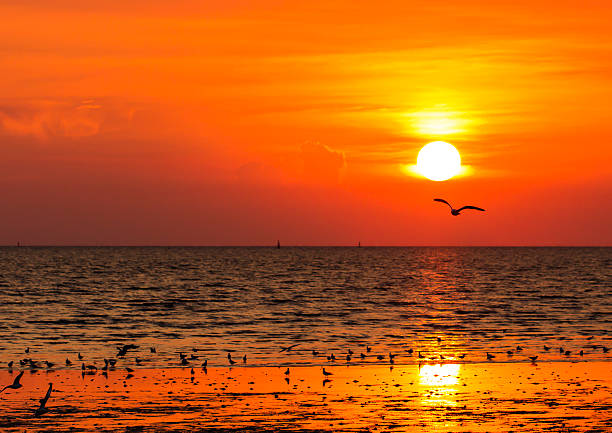 istock Silhouette of seagulls flying at sunset 178794444