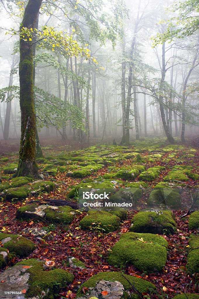 Weg der sedimentary rocks in foggy Buche forest - Lizenzfrei Blatt - Pflanzenbestandteile Stock-Foto