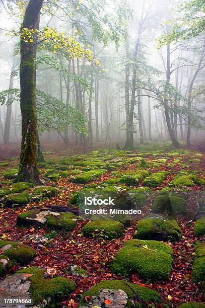 Weg Der Sedimentary Rocks In Foggy Buche Forest Stockfoto und mehr Bilder von Blatt - Pflanzenbestandteile - Blatt - Pflanzenbestandteile, Buche, Burgos