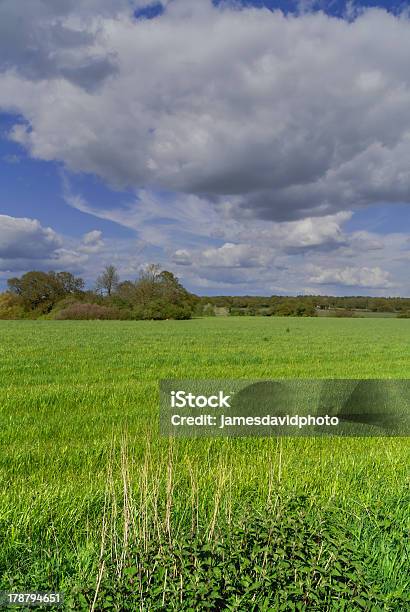 Feld Stockfoto und mehr Bilder von Agrarbetrieb - Agrarbetrieb, Allgemein, Beliebiger Ort