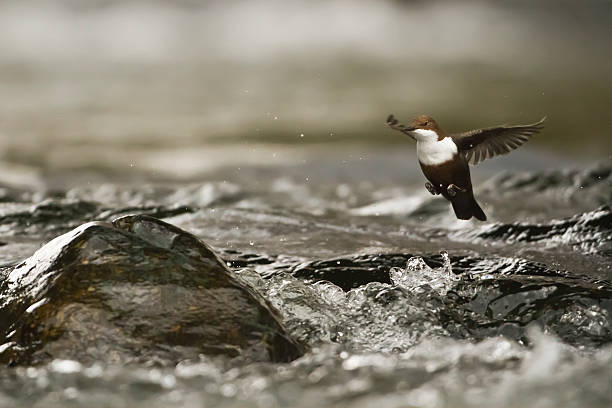 flying White-throated Dipper river bird (Cinclus-cinclus) bird species Cinclus cinclus, Vosges, France cinclidae stock pictures, royalty-free photos & images
