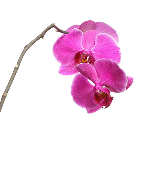 istock Phalaenopsis. Purple orchid on white background 178794912