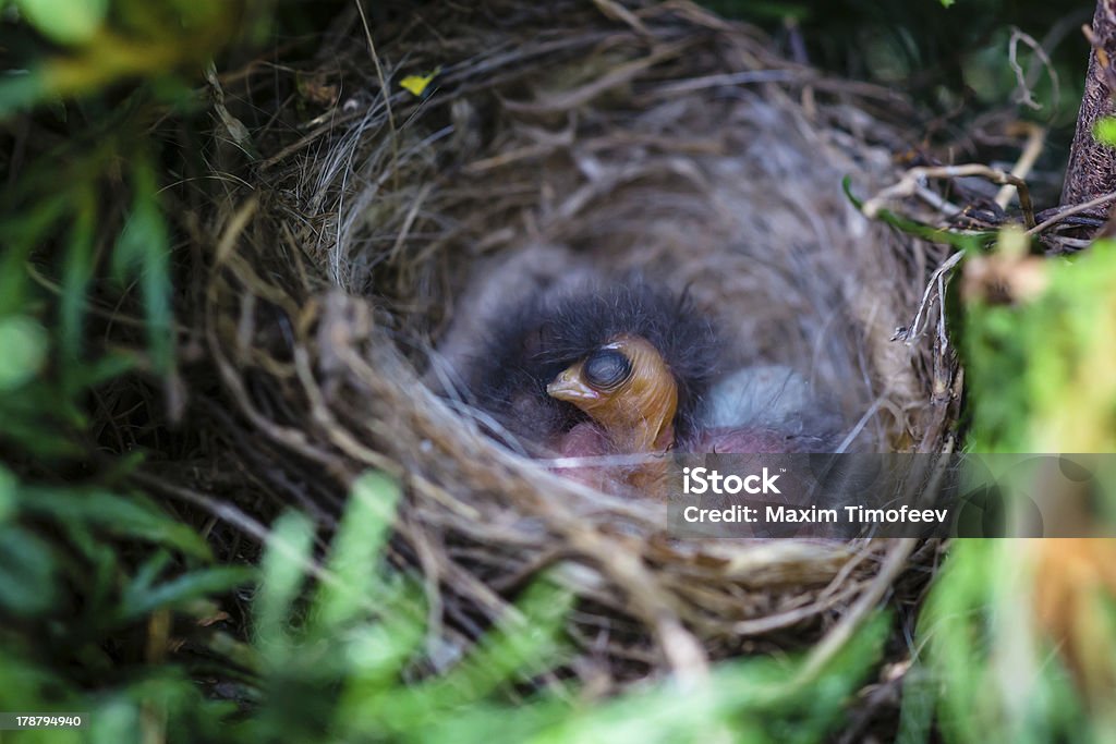 Nido con chicks in erba Boma - Foto stock royalty-free di Ambientazione esterna