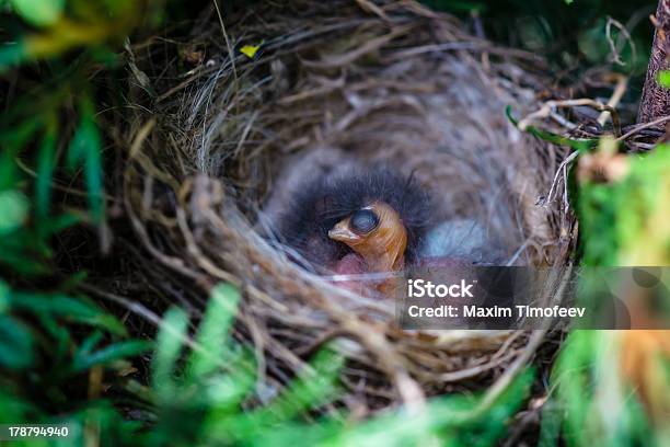 Nido Con Chicks In Erba Boma - Fotografie stock e altre immagini di Ambientazione esterna - Ambientazione esterna, Animale, Animale appena nato