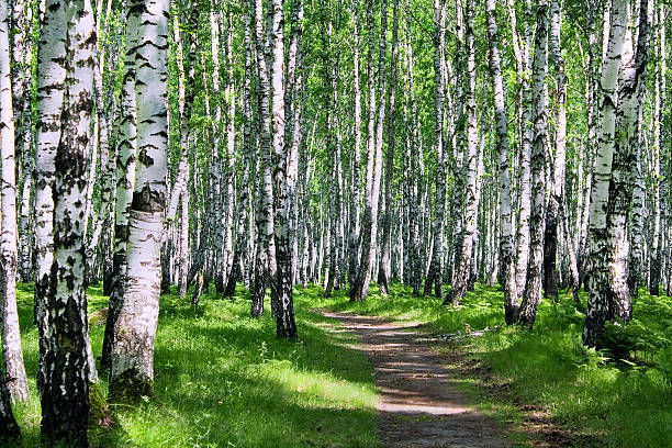 istock summer landscape with the wood 178794954