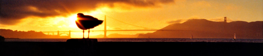 Bird in front of the setting sun and Golden Gate bridge, viewed from San Francisco wharf, California, USA