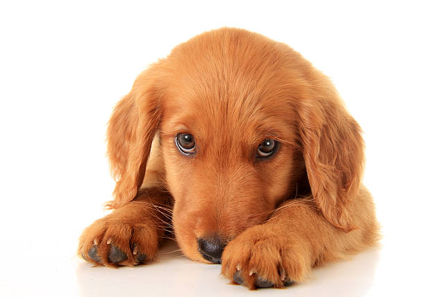 golden irlandês cachorrinho - dog golden retriever lying down isolated imagens e fotografias de stock