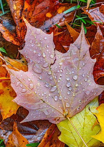 Colorful Autumn leaves holding freshly fallen rain droplets.