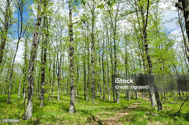 Quercus Cerris - zdjęcia stockowe i więcej obrazów Bez ludzi - Bez ludzi, Brązowy, Chorwacja