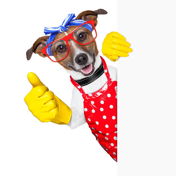 istock housewife dog 178795288