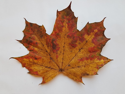 Close-up single dried leaf, an autumn foliage at Glasgow Scotland England UK