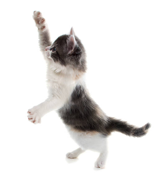 istock Cute kitten catches  toy standing on his hind legs 178795509