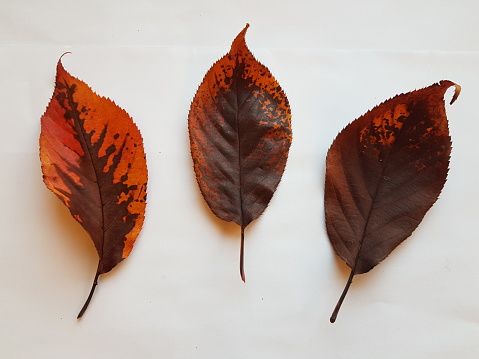 Autumn coloured dried leaves, an autumn foliage at Glasgow Scotland England UK