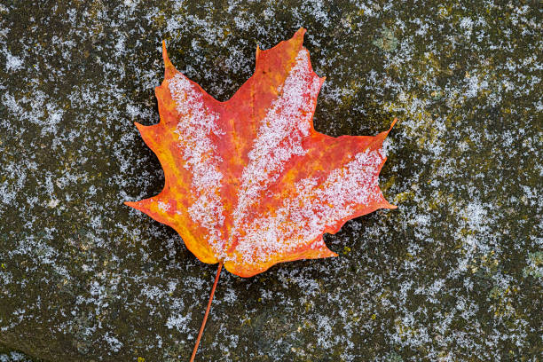 Fall leaves under snow stock photo