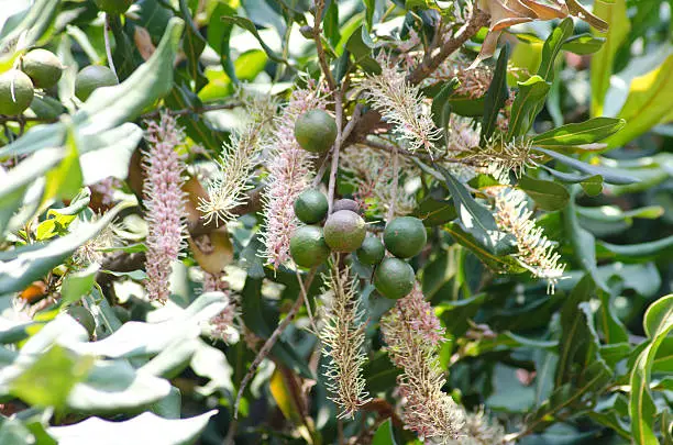 macadamia nuts and flower on tree