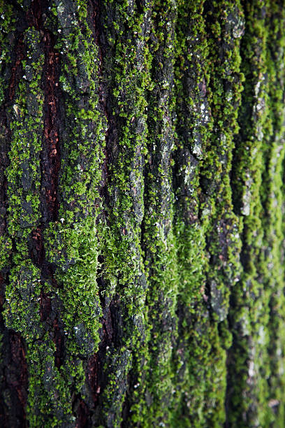 Texture tree stock photo