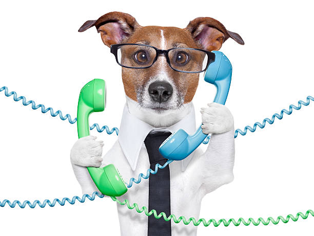 istock A concept of a busy business dog 178796006