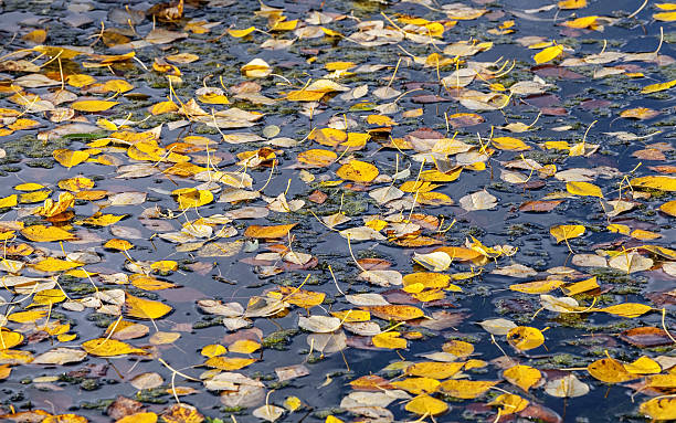 istock Yellow leaves floating in the water. Selective focus 178796023
