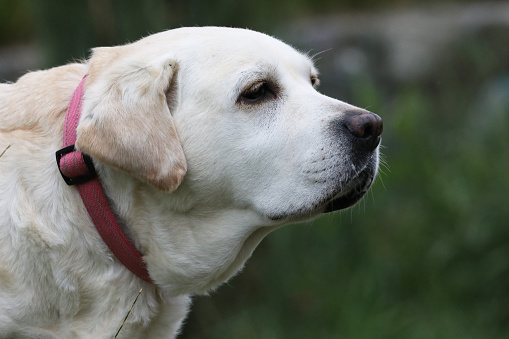 Fat White Labrador Dog Sit Outdoor. Spring Season