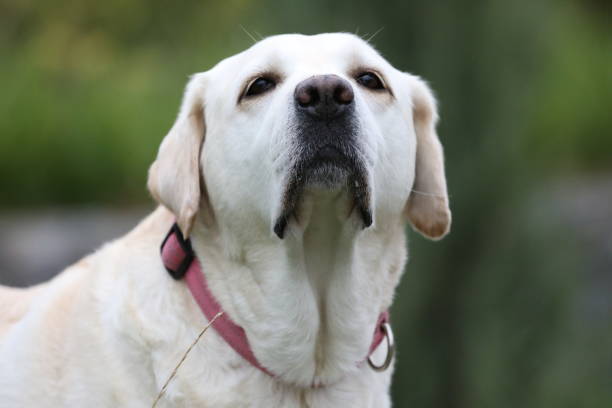 istock Cute Labrador retriever outdoor 1787961053