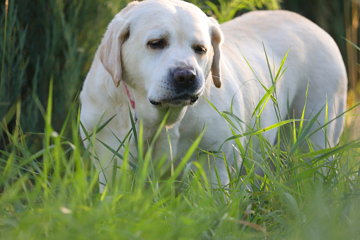Portrait of old Labrador retriever in the garden