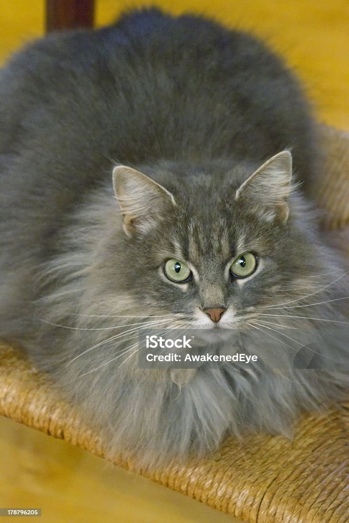 Quiere Cat - Foto de stock de Acostado libre de derechos