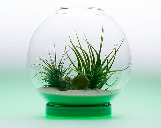 istock Green Growth - Air Plant Terrarium 178796470