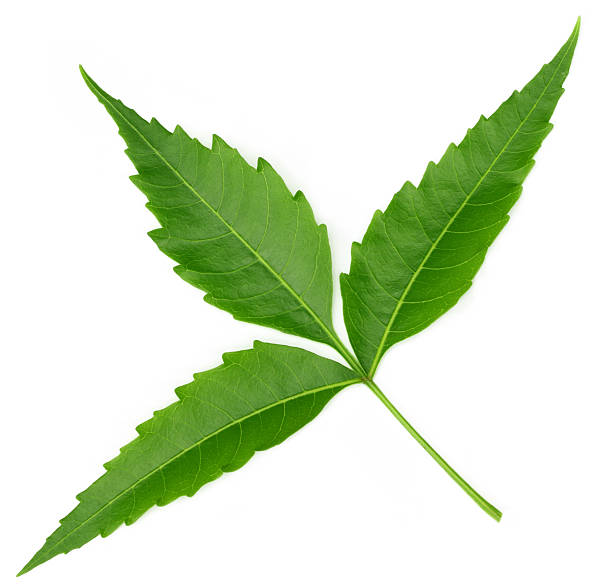 medizinischer niem leaf - azadirachta indica stock-fotos und bilder