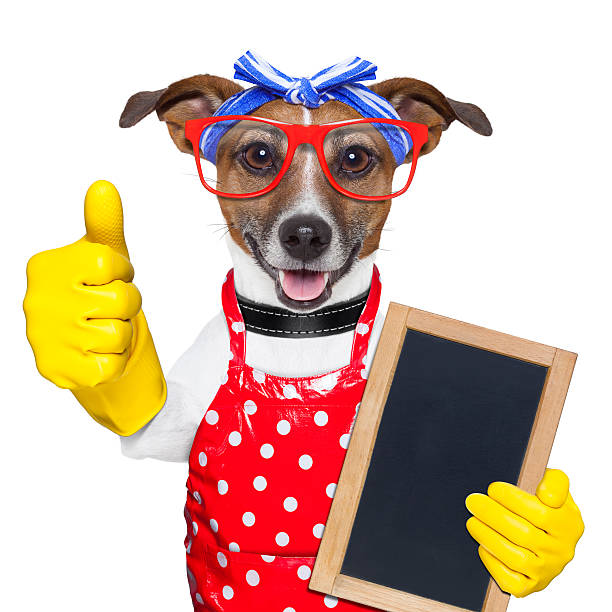 istock housewife dog 178796763