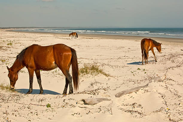Beach Grazers "The feral horses of Cumberland Island, Georgia are thought to be ancestors of horses either shipwrecked or abandoned there by Spanish explorers in the 1500's. Plantation owners who tried to make a living on the island also left horses behind.  Over time the horses grew feral.  Today there are around 150 wild horses living on the island.  They live off of the wild sea oats and dune grasses that are found on the beaches.  The two horses in this photo had been grazing on the beach and were starting to move into the dunes for longer grass.  It is interesting to watch them stand on the beaches and enjoy the ocean breezes.  Often they will lay down to rest in the wind. These wild horses are not afraid of people, in fact they act like they own the island.  Park Rangers warn that if you come across them to yield the way because they won't!  Cumberland Island's wild horses are a wonderful and amazing addition to the incredible beauty of this east coast barrier island." eastern shore sand sand dune beach stock pictures, royalty-free photos & images