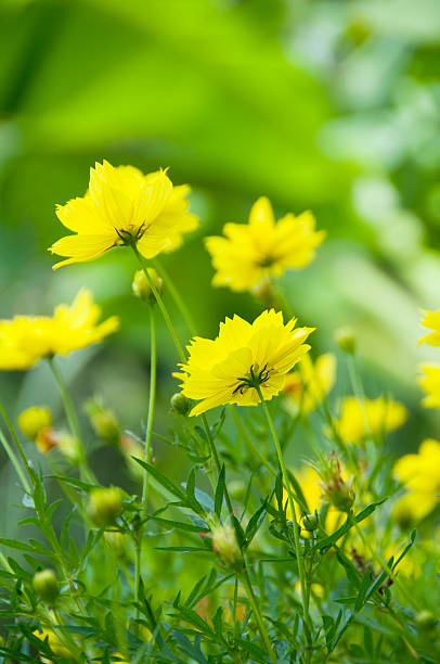 Cosmos Flowers - foto de stock