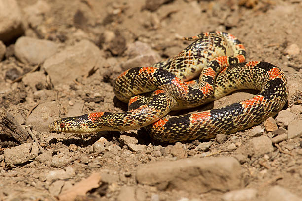 istock Western Diamond Backed Rattlesnake 178796933