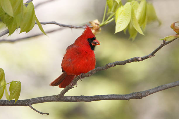 istock Male Northern Cardinal 178797240