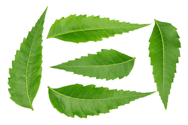 medizinischer niem blätter - herbal medicine herb leaf india stock-fotos und bilder