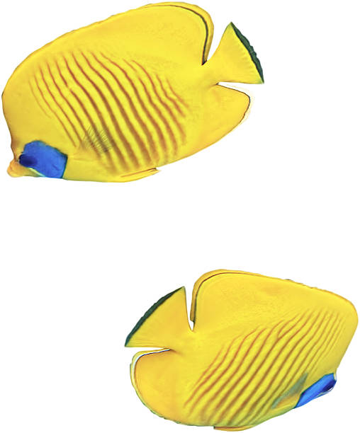 istock Masked Butterfly Fish. Isolated over white  background. 178797559