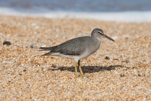 A Wandering Tattler (Tringa incana) is a medium-sized shorebird that travels great distances in annual migrations.  They spend their summers in cold climates like Alaska and Canada, and in the winter they migrate across the Pacific Ocean to places like Hawaii, Australia and the farthest southern reaches of South America.  Birdwatchers and ornithologists are particularly fond of this shorebird.
