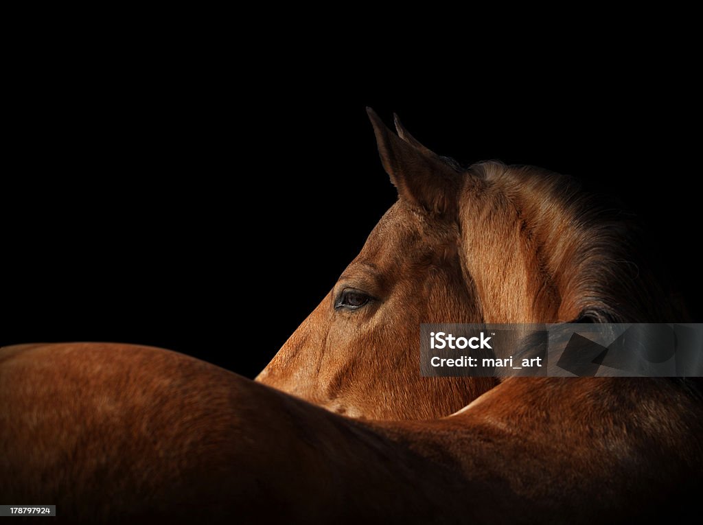 horse on black lusitano horse on black Horse Stock Photo