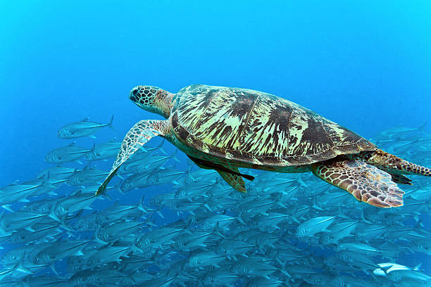 istock Sea turtle on the coral reef 178797928