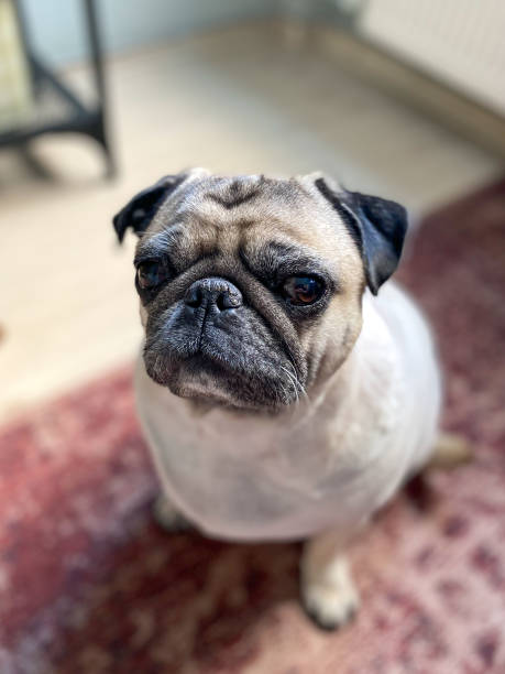 istock Close up small pug dog looking camera high angle view 1787983493