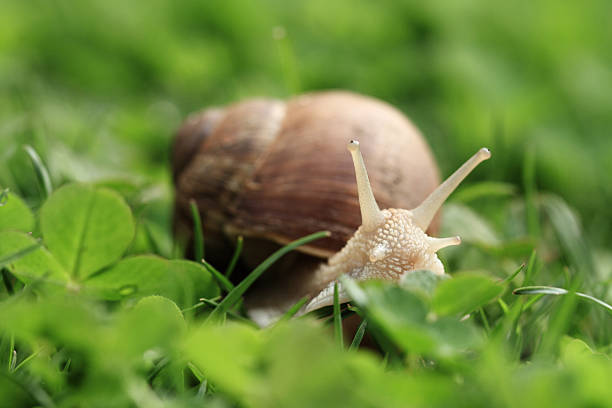 タニシます。 helix pomatia ます。 - aspersa ストックフォトと画像