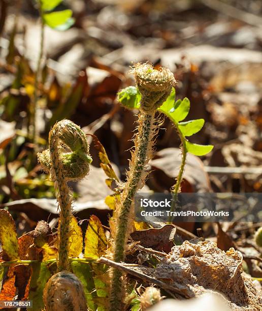 ワイルドカンゾウ Fiddlehead - クローズアップのストックフォトや画像を多数ご用意 - クローズアップ, シダ, 丸くなる