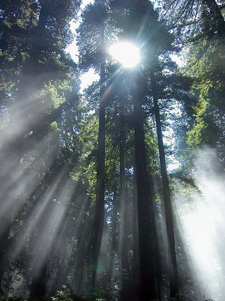 istock Sunbeams through Coastal Redwoods 178798582