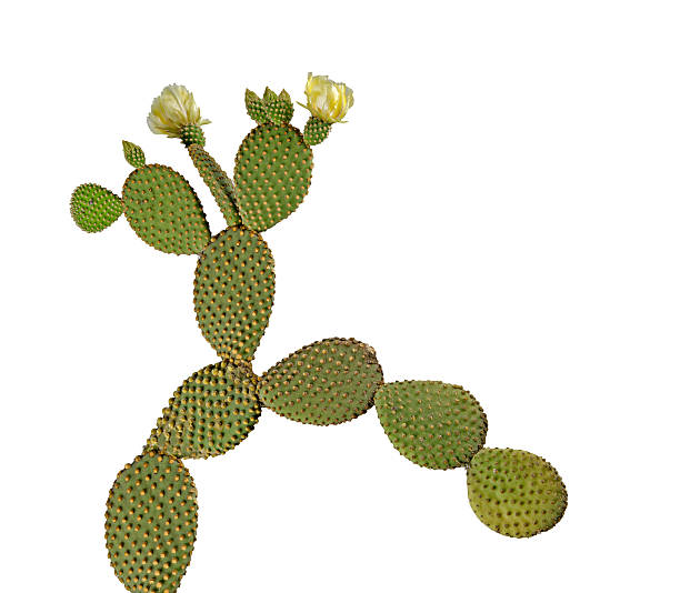 istock Opuntia cactus isolated on white background 178798597