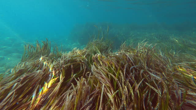 Underwater Wildlife in Aegean Sea with Posidonia and Coral Reef